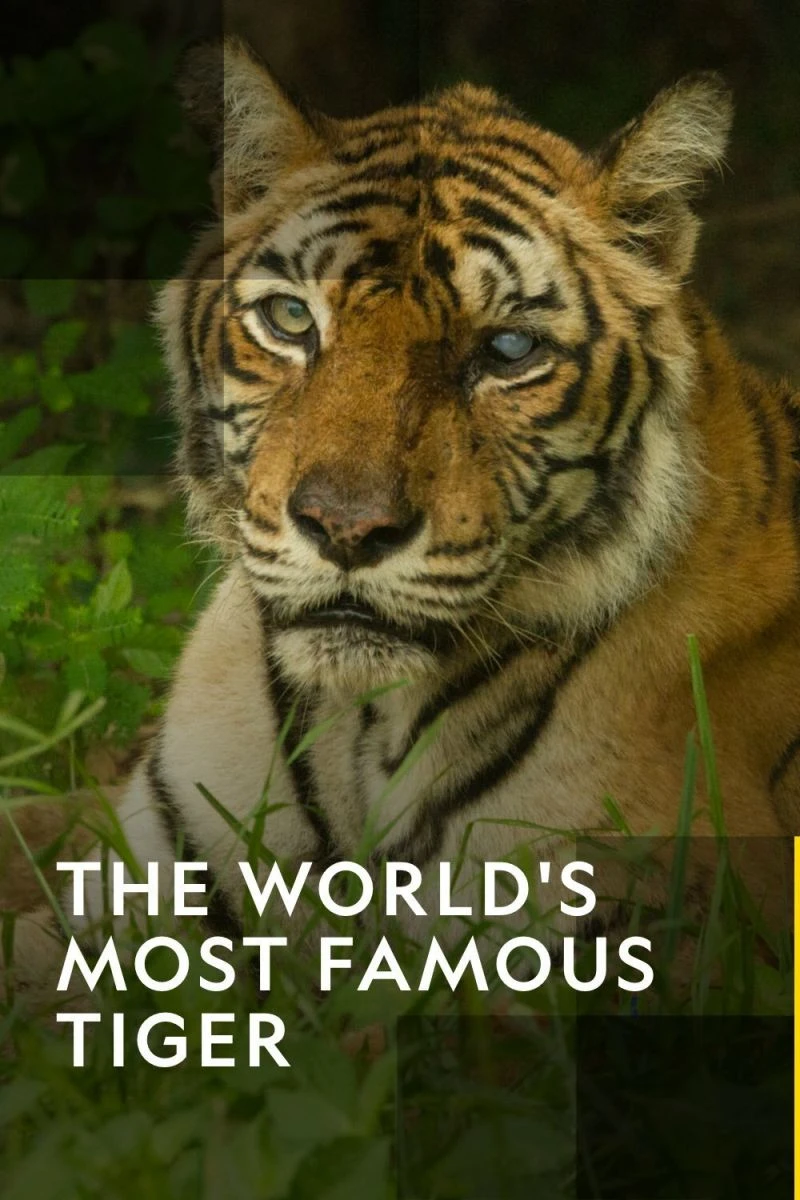 The World's Most Famous Tiger Plakat